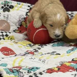 Green, Goldendoodle Puppy