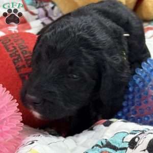Adventurine, Goldendoodle Puppy