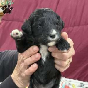 Yellow, Goldendoodle Puppy