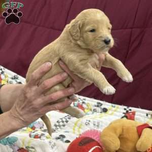 Pink, Goldendoodle Puppy