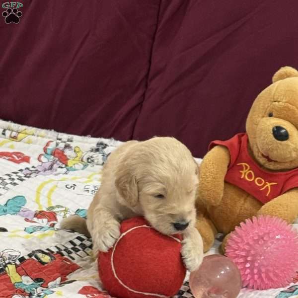 Light Blue, Goldendoodle Puppy