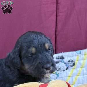 Purple, Goldendoodle Puppy