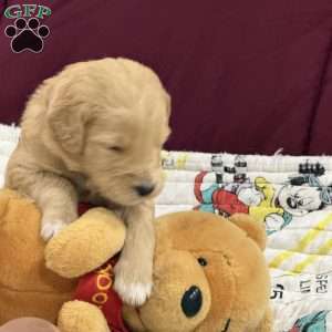 Pink, Goldendoodle Puppy
