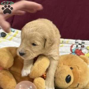 Pink, Goldendoodle Puppy