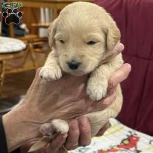 Neon green, Goldendoodle Puppy