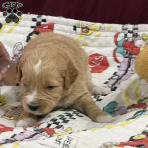 Blue, Goldendoodle Puppy