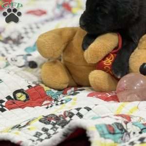 Black, Goldendoodle Puppy
