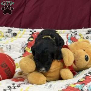 Yellow, Goldendoodle Puppy