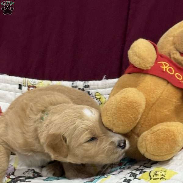 Green, Goldendoodle Puppy