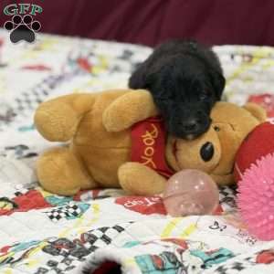 Black, Goldendoodle Puppy