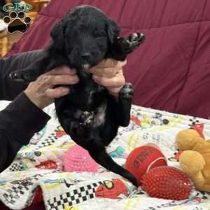 Adventurine, Goldendoodle Puppy