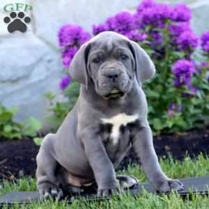 Tilly, Cane Corso Puppy