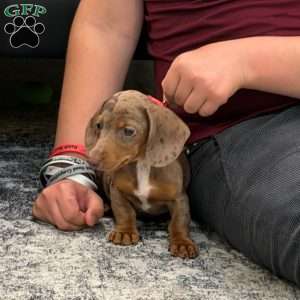 Titus, Dachshund Puppy
