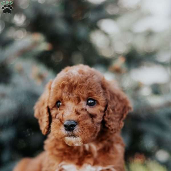 Waylon, Mini Goldendoodle Puppy