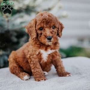 Waylon, Mini Goldendoodle Puppy