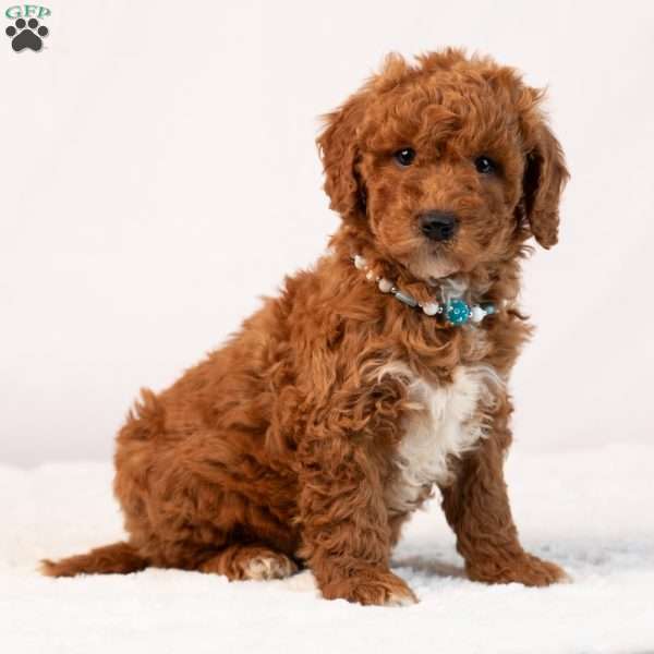 Blaire, Mini Goldendoodle Puppy