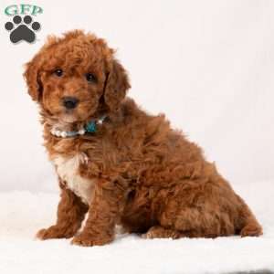 Blaire, Mini Goldendoodle Puppy