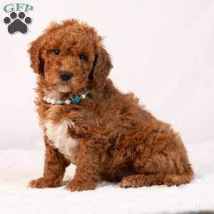 Blaire, Mini Goldendoodle Puppy