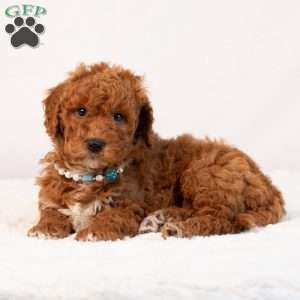 Blaire, Mini Goldendoodle Puppy