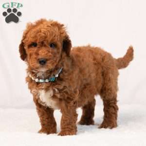 Blaire, Mini Goldendoodle Puppy