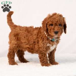Blaire, Mini Goldendoodle Puppy