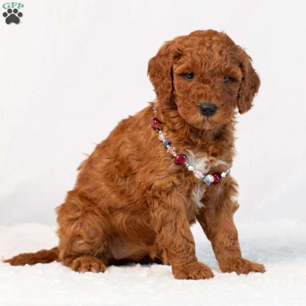 Bonnie, Mini Goldendoodle Puppy