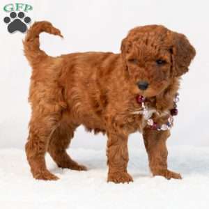 Bonnie, Mini Goldendoodle Puppy