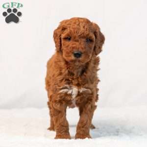 Bonnie, Mini Goldendoodle Puppy