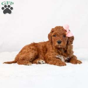 Bonnie, Mini Goldendoodle Puppy