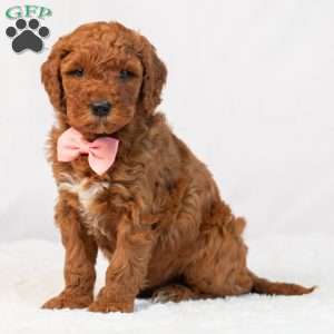 Bonnie, Mini Goldendoodle Puppy