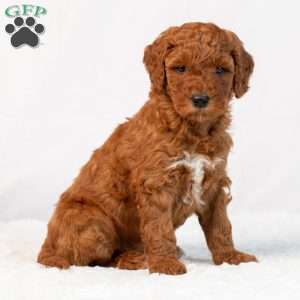 Bonnie, Mini Goldendoodle Puppy