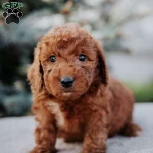 Wesley, Mini Goldendoodle Puppy