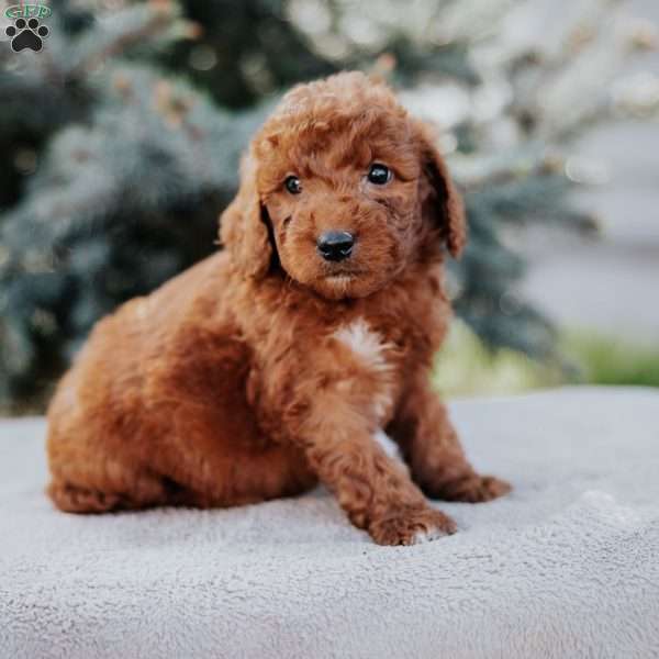 Wesley, Mini Goldendoodle Puppy