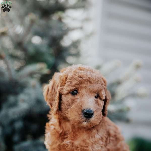 Weston, Mini Goldendoodle Puppy