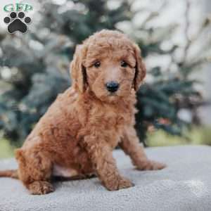 Weston, Mini Goldendoodle Puppy