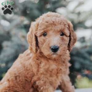Weston, Mini Goldendoodle Puppy