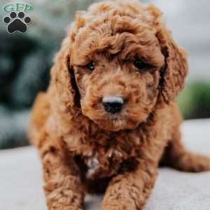 Willow, Mini Goldendoodle Puppy