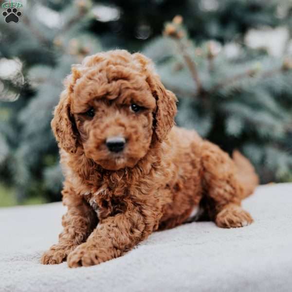 Willow, Mini Goldendoodle Puppy