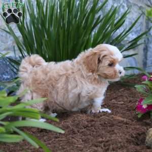 Winner, Maltipoo Puppy