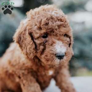 Wyatt, Mini Goldendoodle Puppy