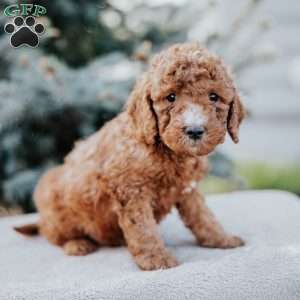 Wyatt, Mini Goldendoodle Puppy