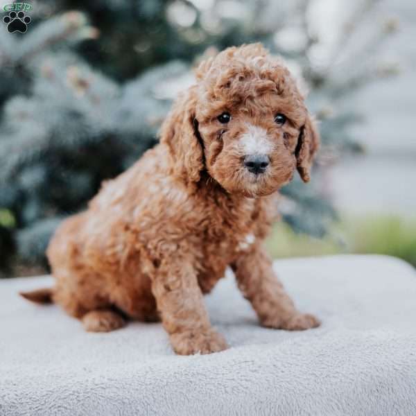Wyatt, Mini Goldendoodle Puppy