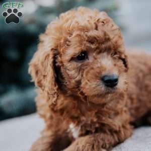 Zachery, Mini Goldendoodle Puppy