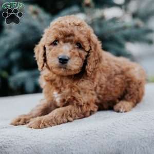 Zachery, Mini Goldendoodle Puppy