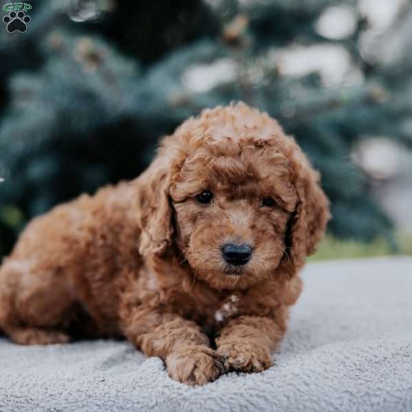 Zachery, Mini Goldendoodle Puppy