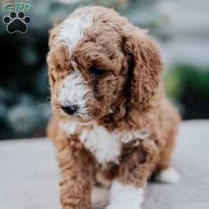 Zaley, Mini Goldendoodle Puppy