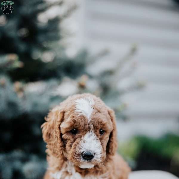 Zaley, Mini Goldendoodle Puppy