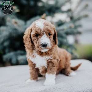 Zaley, Mini Goldendoodle Puppy