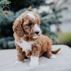 Zaley, Mini Goldendoodle Puppy