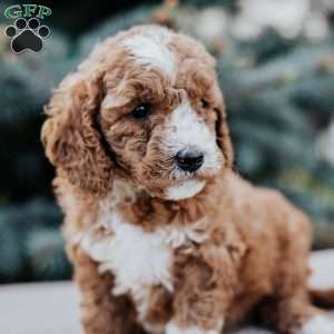Zaley, Mini Goldendoodle Puppy